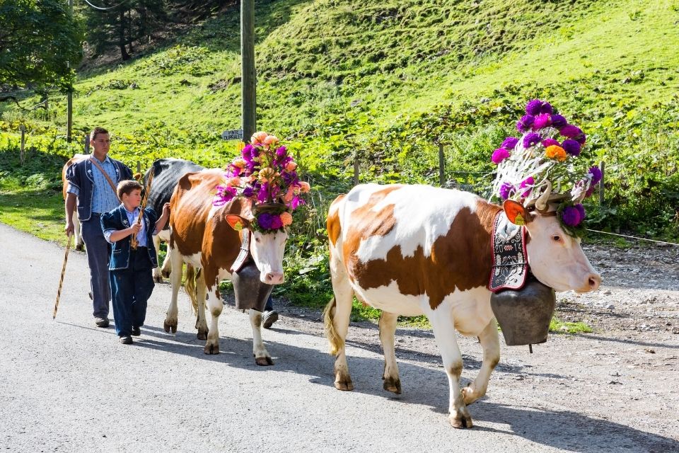 La vaca es un símbolo de Suiza, aunque es uno de los pocos países sin animal nacional. Foto: House of Switzerland