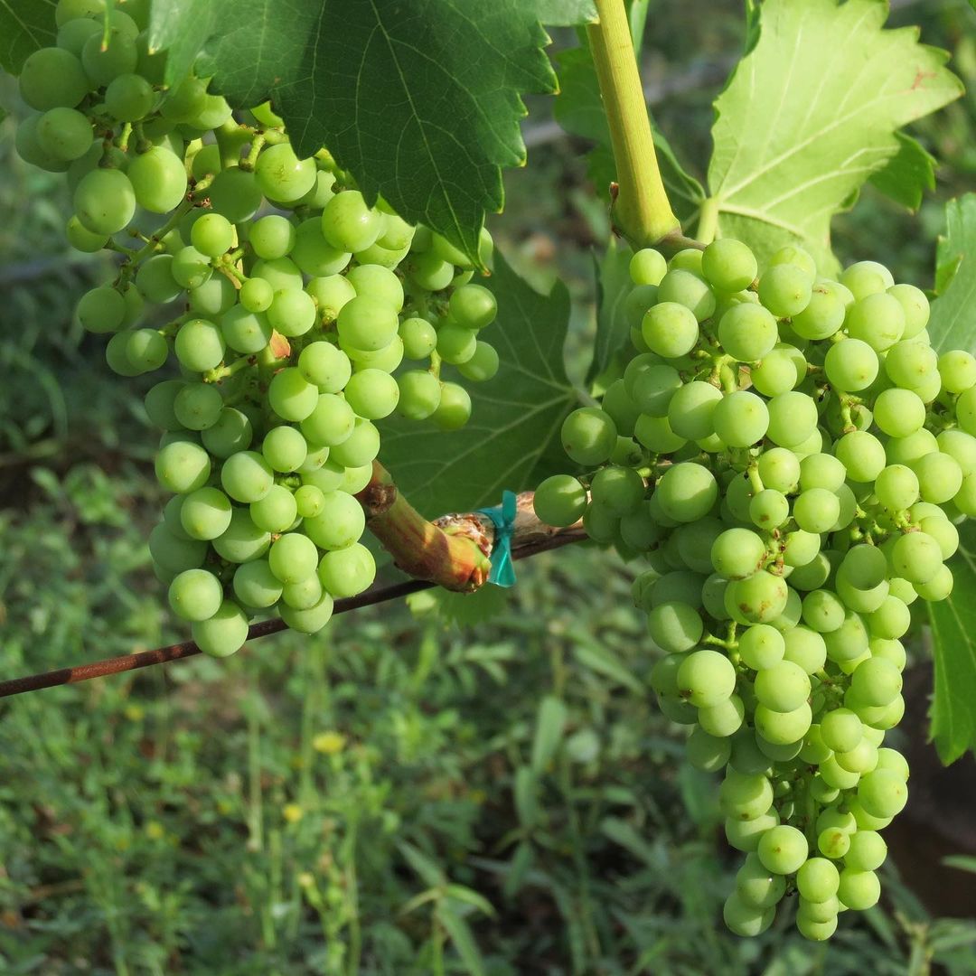 128217171_310240230055730_6454105298538658290_n