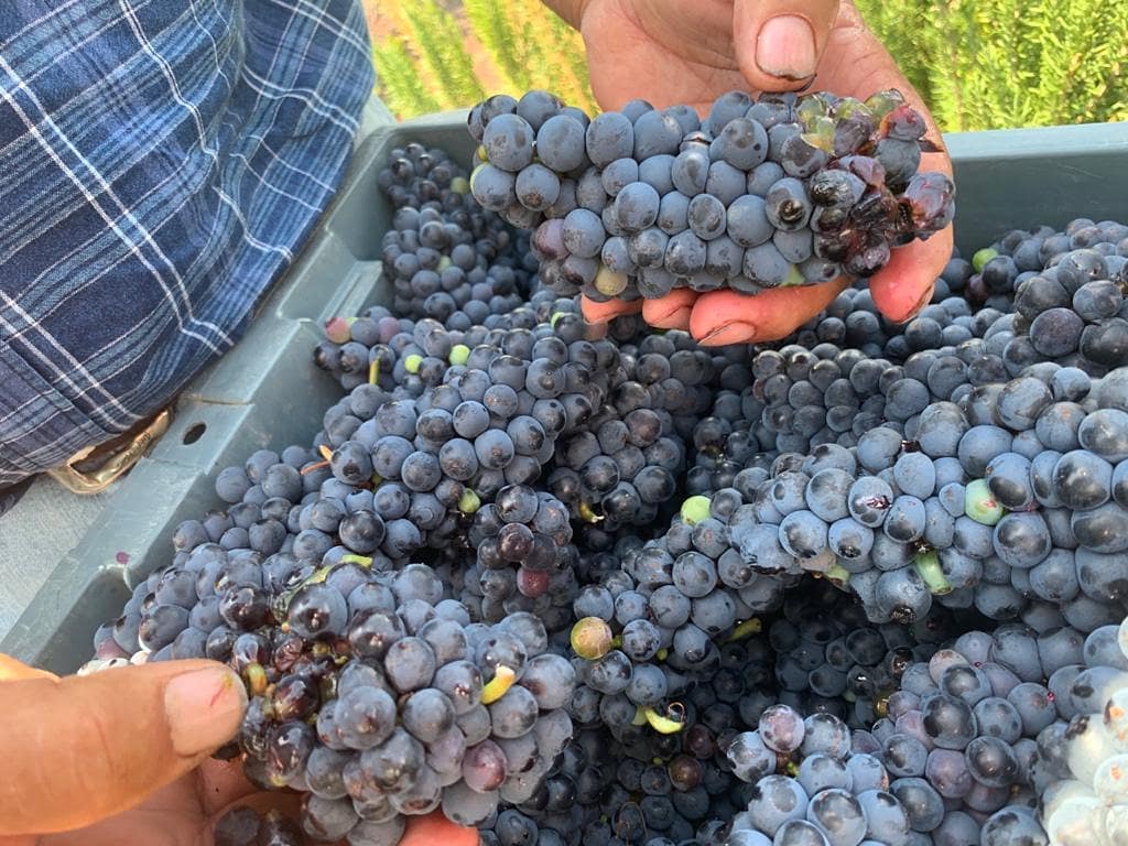 173198056_122922016547681_3746284868987905422_n