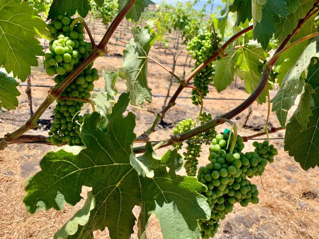 182468571_483226549457743_875511614655901822_n