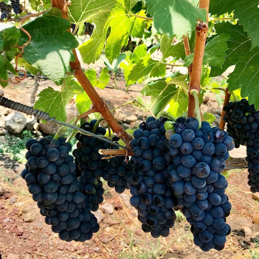 193225943_139122768270747_7127911748764328561_n