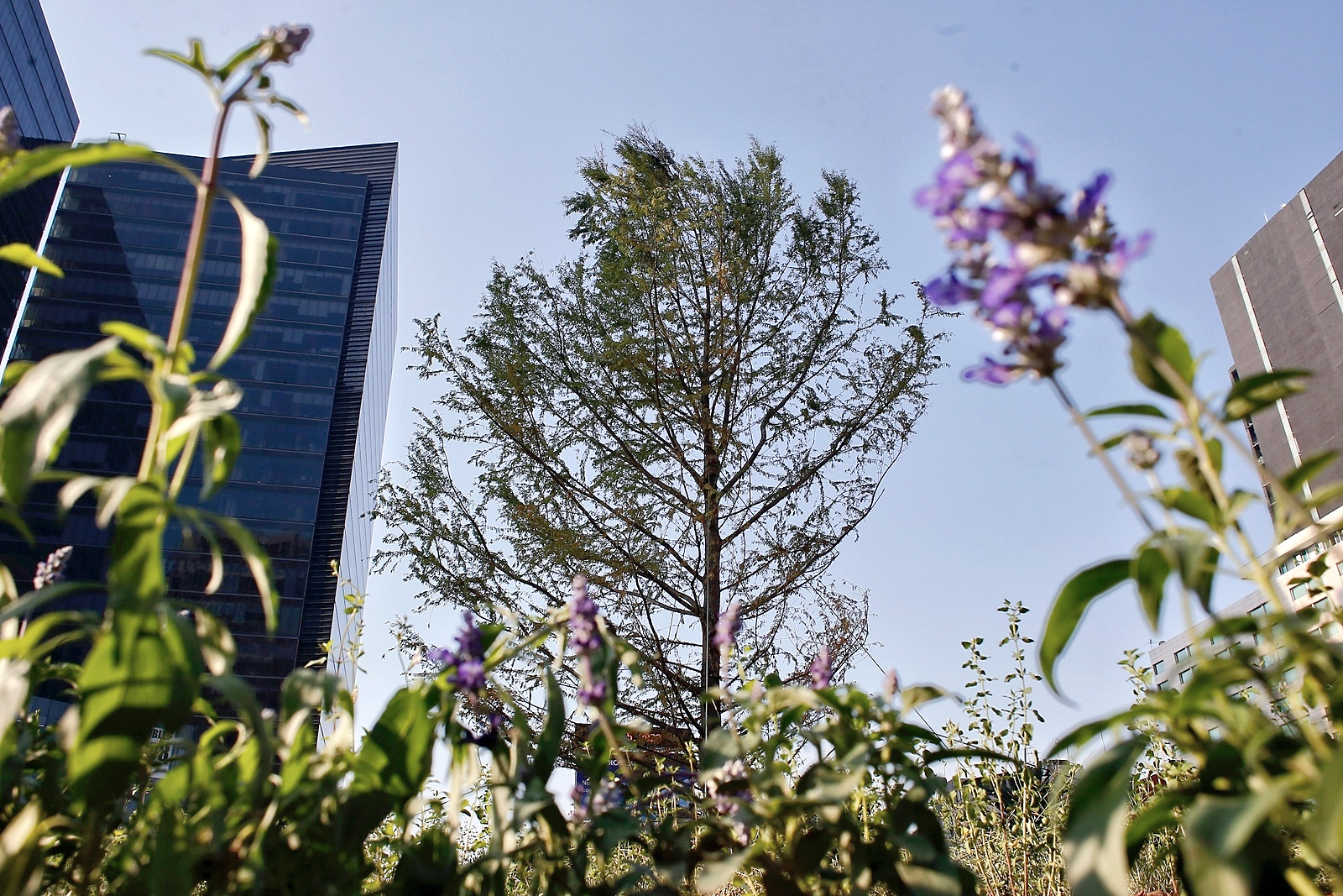 El ahuehuete de Reforma está en jaque y esta es su historia – elnorte