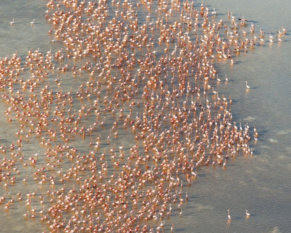 flamencos 1