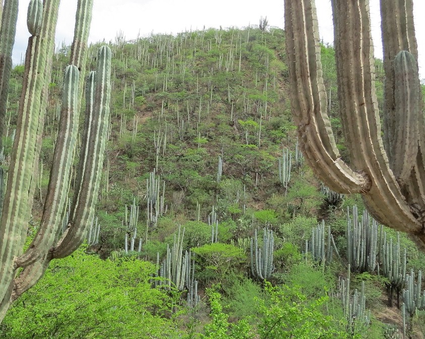 Candelabros-quiotepec_copia