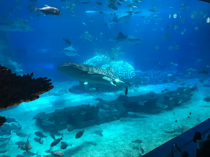 Chimelong Ocean Kingdom (China)1