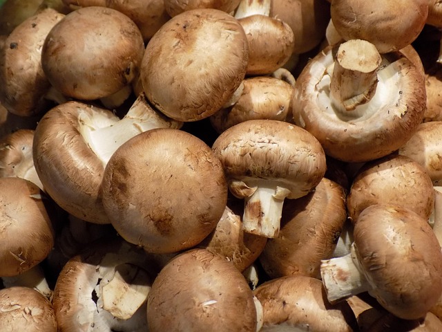 Fungi Fest2