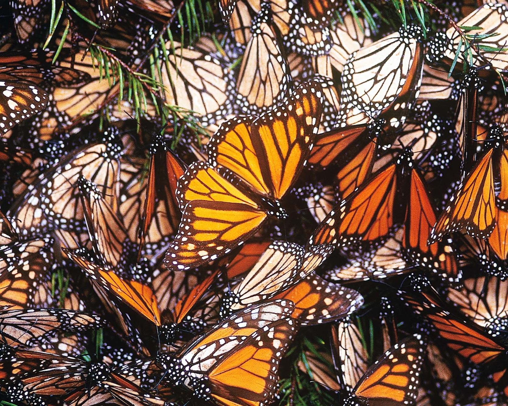Mariposa_Monarca_ANP_3