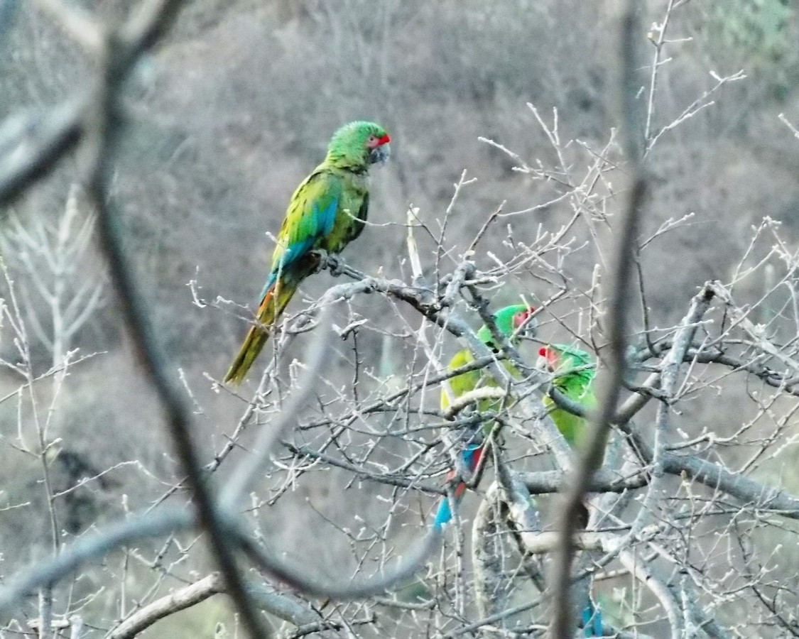 guacamayas-tecomavaca_copia