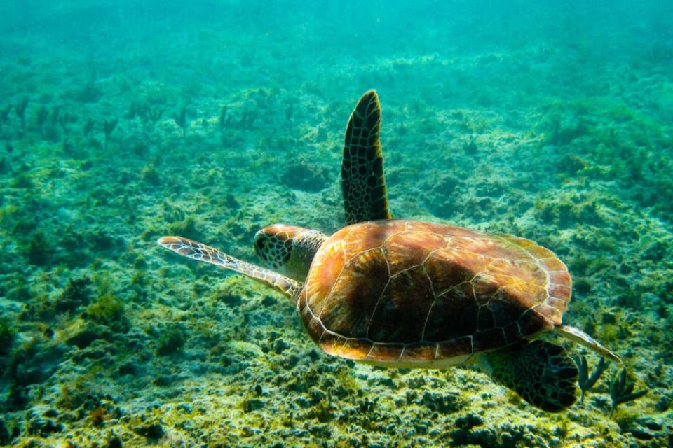 Tomada de rivieramaya.mx